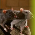 Tips der voorkoming van, – en het bestrijden van ratten